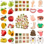 fruits and body parts puzzle for kids learning